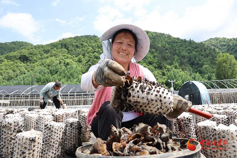 康县：木耳丰收 助农增收