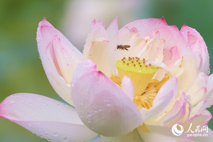 娇艳的荷花引来蜜蜂采蜜。人民网记者 陈博摄
