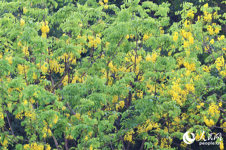 文笔塔公园里的腊肠树黄花挂满枝。人民网记者 陈博摄