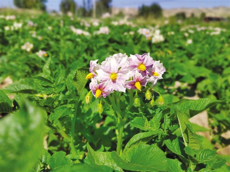武威凉州：土豆花儿开 汇成紫色海洋