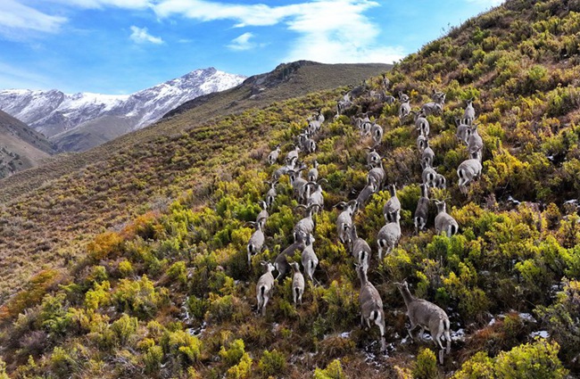 山丹马场附近出现的野生岩羊群。王超摄（山丹马场供图）