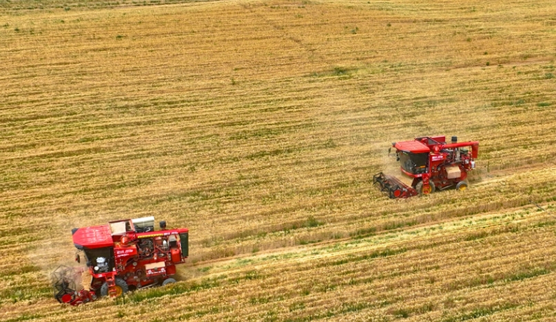 张掖：57万多亩小麦开镰收割