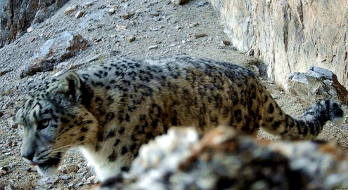 甘肃盐池湾国家级自然保护区雪豹频出镜