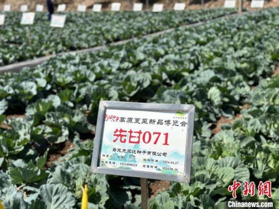 图为蔬菜基地。杨娜 摄