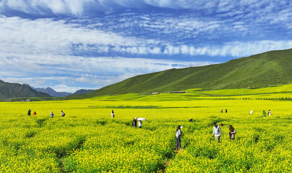 甘肃张掖民乐：扁都口油菜花海迎客来