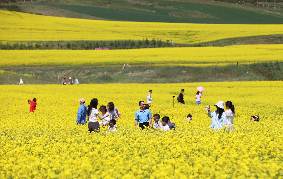 【大美甘肃】甘肃张掖民乐：扁都口油菜花海迎客来_fororder_E67A0243.JPG