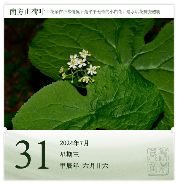 箴历日历7-31.png