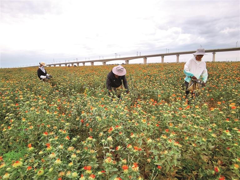 兰州新区药用红花迎来采摘季