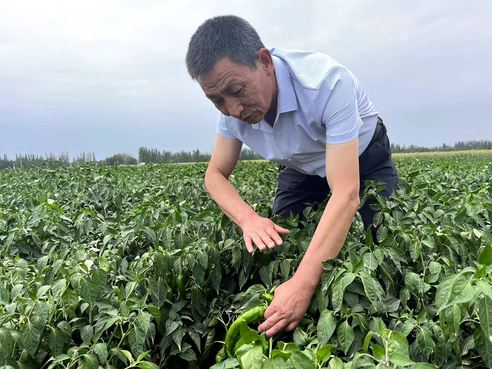 农场种植的辣椒几乎全部供应郫县