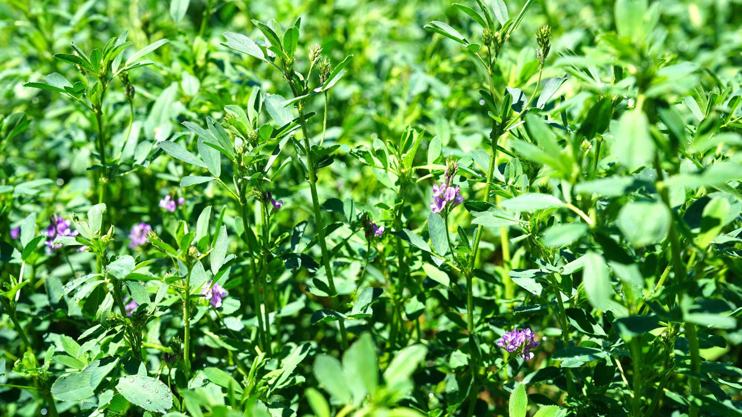 金昌农场种植的紫花苜蓿