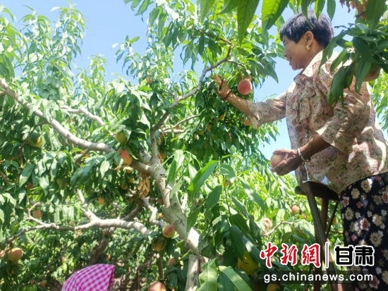 武南镇花盛村的桃农正在采摘鲜桃。 李金业 摄