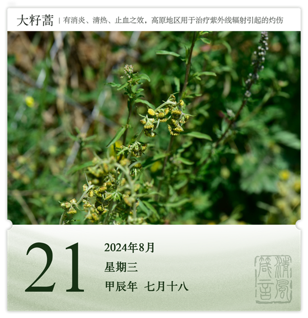 箴历日历8-21.png