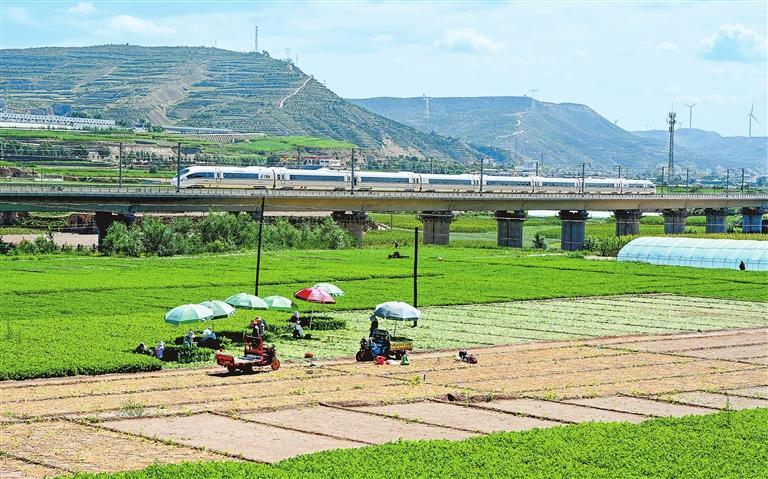 定西安定高原夏菜采收忙