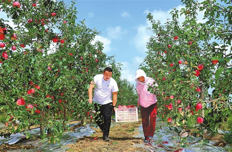 静宁早熟苹果采摘忙