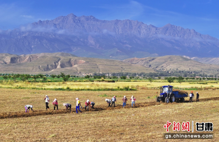 张掖民乐：祁连山下收药忙