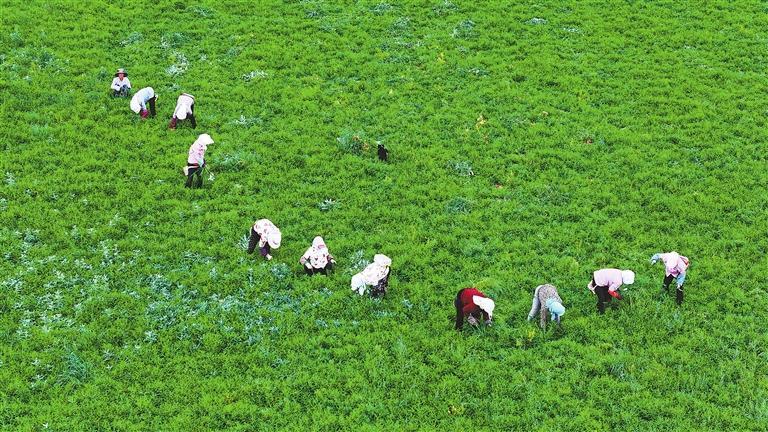 民乐千亩中药材种植基地除草忙