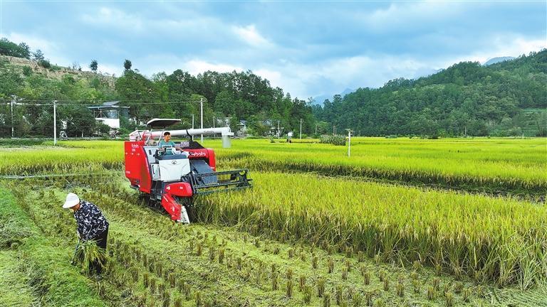 康县水稻进入成熟收获期