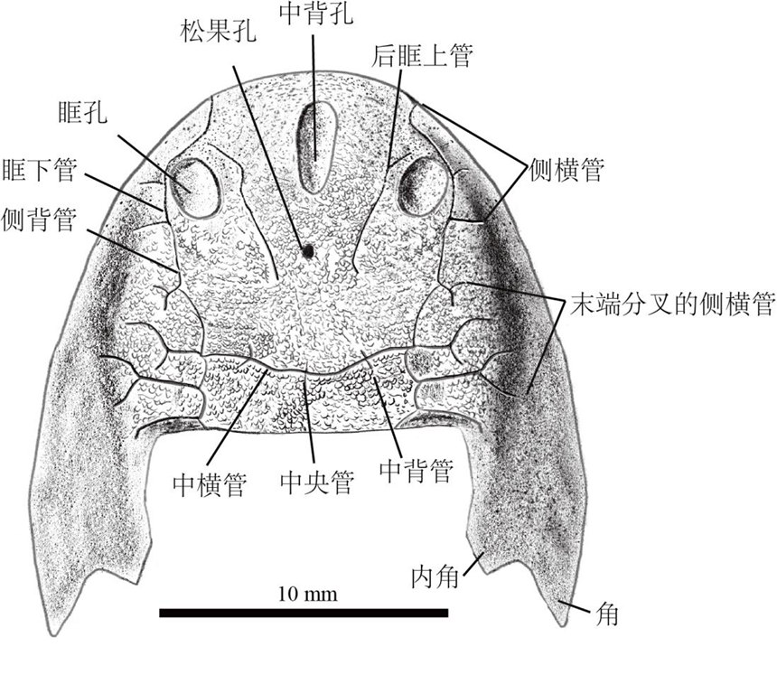 双叉苗家鱼头甲素描图。重庆市规划和自然资源局供图