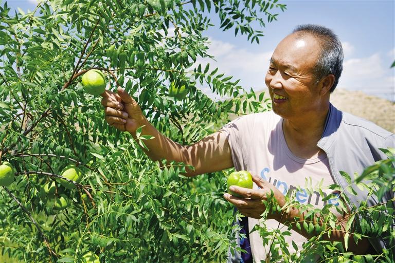 皋兰县文冠果种植保了生态富了口袋