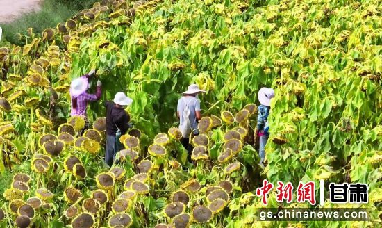 图为农户在兰州新区万亩向日葵地里进行采收。