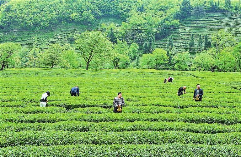 陇南：笃行实干担使命 同心奋进启新程