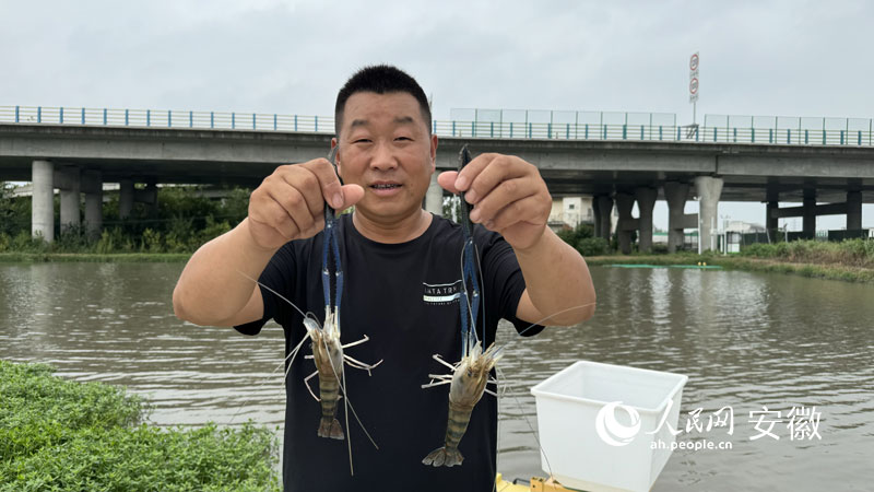 新鲜捕捞上来的罗氏沼虾。郭昊摄