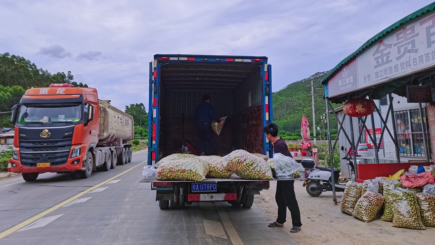 国道358线上的南宁市武鸣区林琅村迎来了当地水果丰收的时节。广西公路发展中心供图