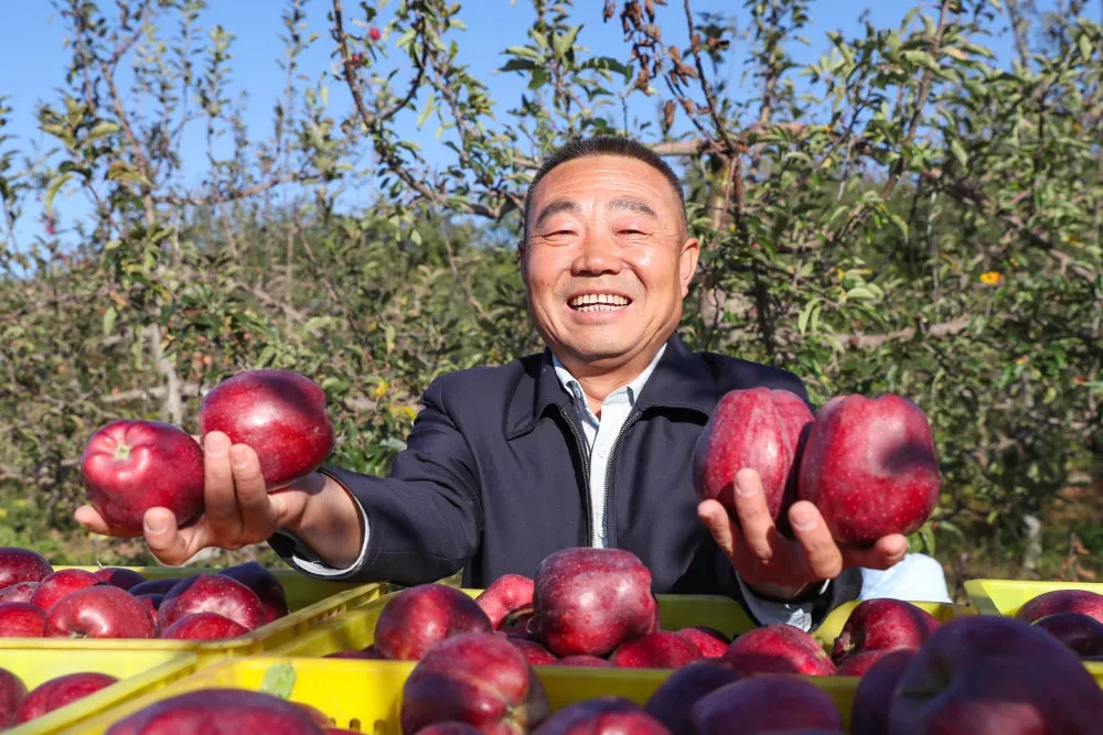 陇南：一个全国苹果生产重点县的秋收故事