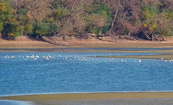 白鹭组队抵达敦煌阳关湿地