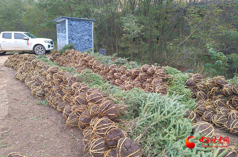 静宁：补植补种护新绿 生态修复添活力