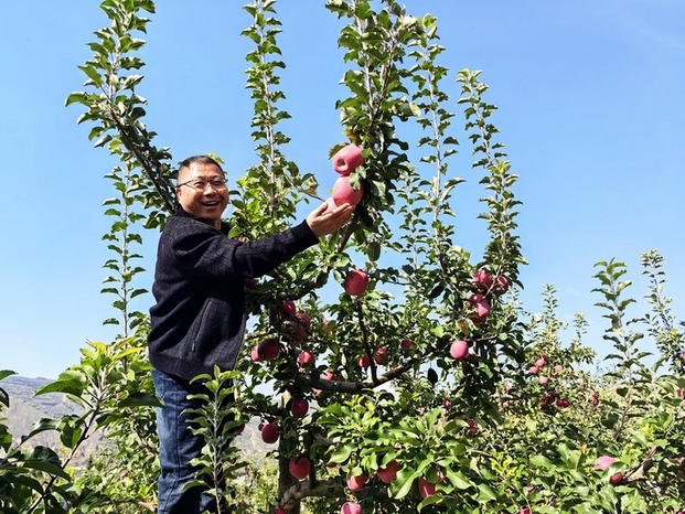 武山山丹的苹果丰收了