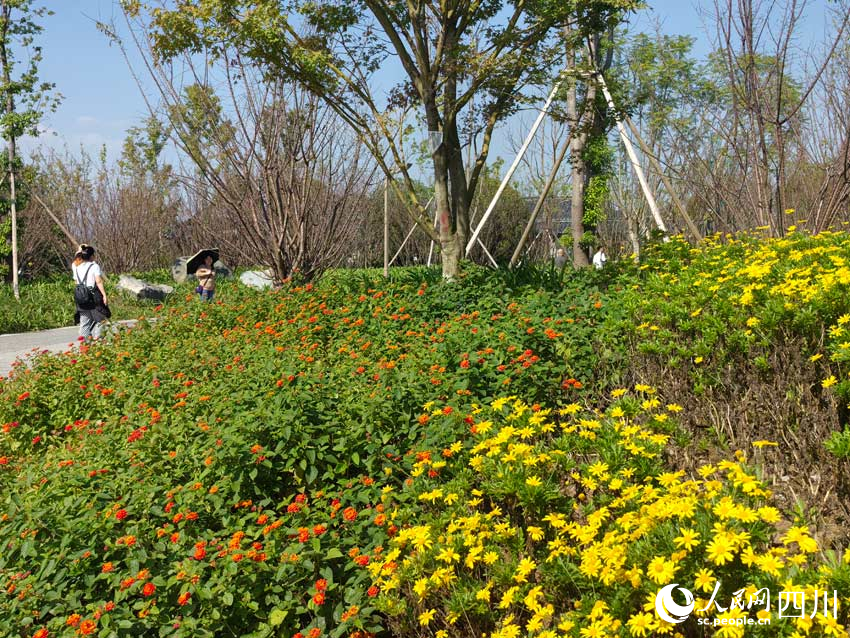 游客走入鲜花的海洋。人民网记者 刘海天摄