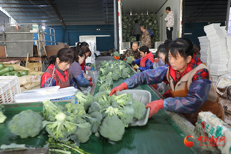 临泽：蔬菜冷库助农抢占“鲜”机