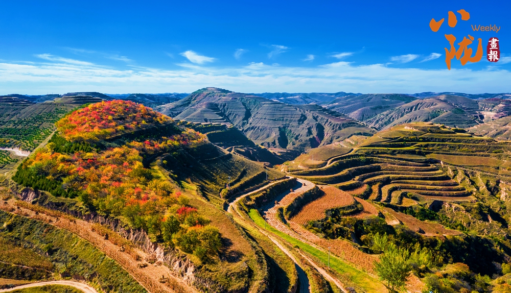 【小陇画报·314期】庆阳华池：秋染黄土塬 大地如画廊