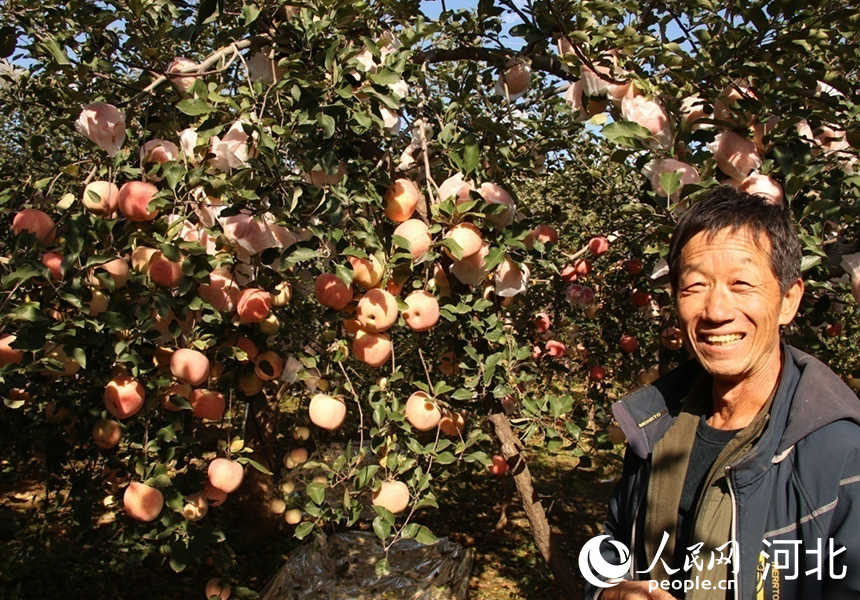 岗底村果树种植高级技师杨双奎和他种植的苹果树。人民网记者 祝龙超摄