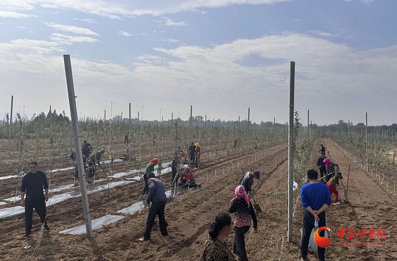 泾川：加强秋季果园管理 打牢群众增收根基