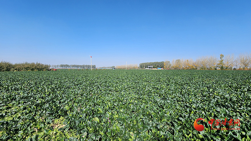 泾川：菠菜喜丰收 致富正当时