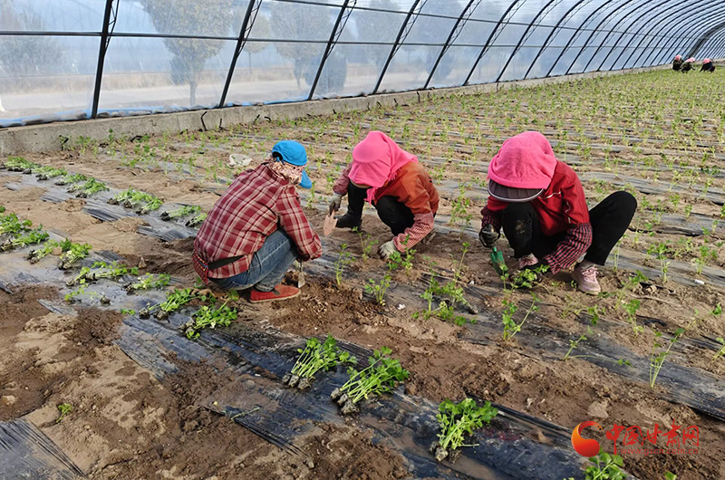 临泽：大棚芹菜栽种忙