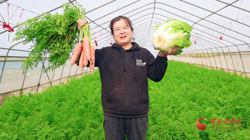 崇信：大棚蔬菜种植助农增收致富