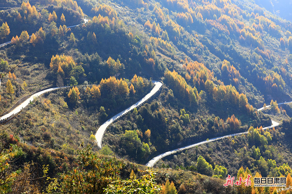 【甘快看·镜观陇原】叶叶染色彩 树树写春秋 武都姚寨沟空投坪彩林“迷人眼”