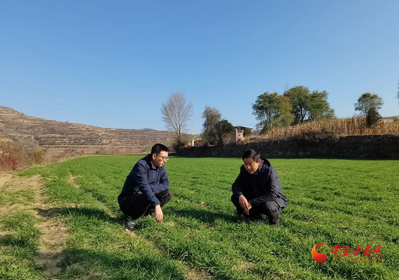 漳县：田间管护忙 来年好“丰”光