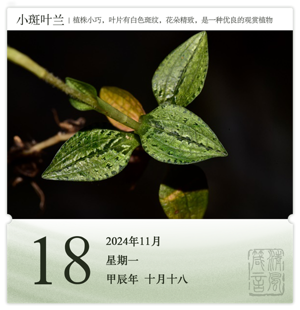 箴历日历11-18.png