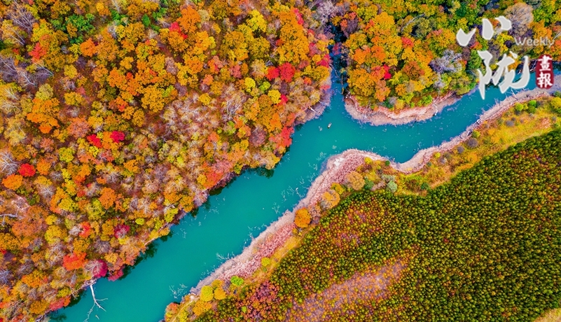 【小陇画报·314期】庆阳华池：秋染黄土塬 大地如画廊