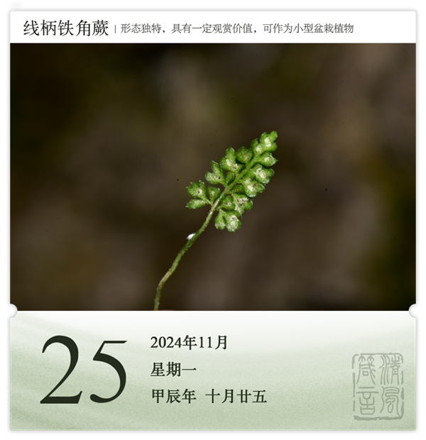 箴历日历11-25.png