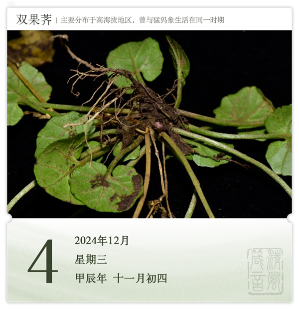 箴历日历12-4.png