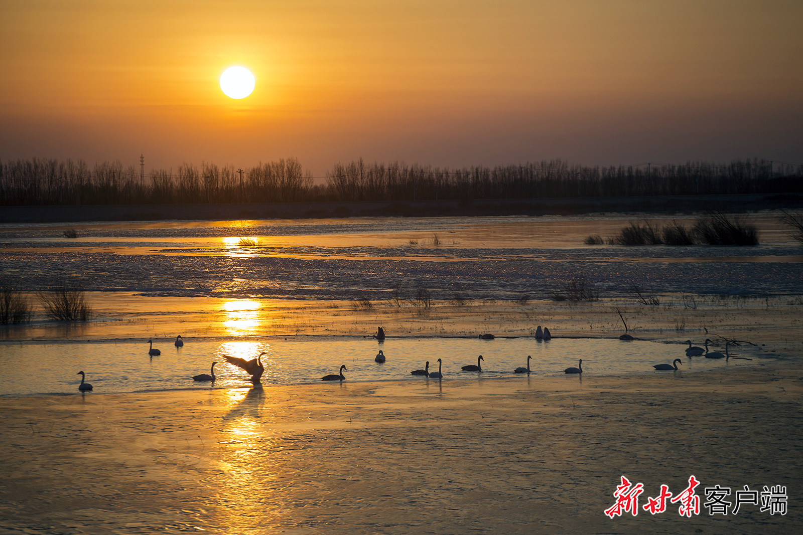 民勤：大漠湿地天鹅舞