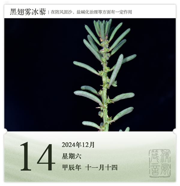 箴历日历12-14.png