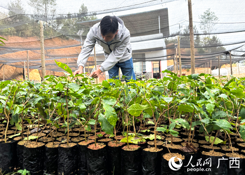 育苗基地里，工作人员正在护理咖啡苗。人民网 何宁摄