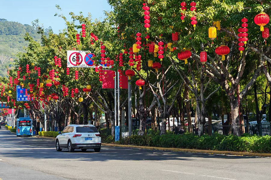 厦门滨湖路灯笼挂满树。陈志强摄