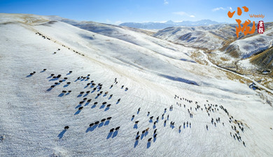 甘肃肃南：祁连山下 雪浴草原风光美